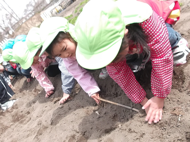 ジャガイモ植え Highslide JS